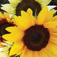 Plant seeds after the danger of spring frost has passed and the soil temperature is at least 60 degrees. Sunflower Seeds Mixed Colors Ferry Morse Home Gardening 202 S Washington St Norton Ma 02766