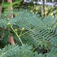 Image result for Acacia brevispica