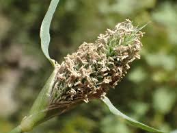 Image result for Crypsis schoenoides