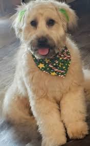 remove grooming table and add christmas background?