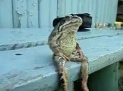 pdf download sitting still like a frog: Video Frog Sitting On A Bench Pat S Picks