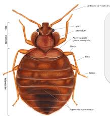 Image result for Cimex lectularius bites