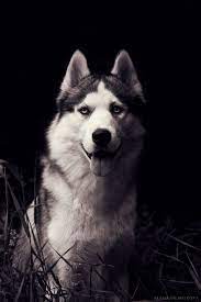 Untitled Dogs Beautiful Dogs Husky Dogs