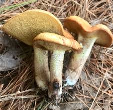 Image result for Suillus weaverae