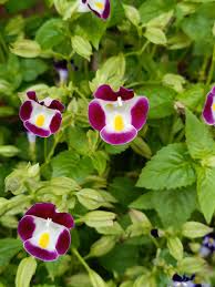 Image result for Torenia thouarsii
