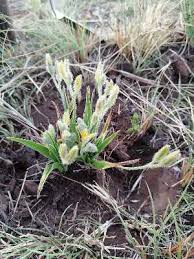 Image result for Hypoxis parvifolia