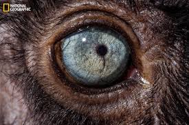 The ones featured here are all from animals and includes a husky dog. National Geographic Takes A Close Look At The Evolution Of Eyes Photos Abc News