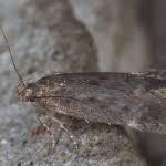 Image result for Bryotropha similis