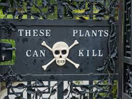 See what julie tillett (julieann51) has discovered on pinterest, the world's biggest collection of ideas. Tour The Alnwick Poison Garden 20 Poisonous Plants Hgtv