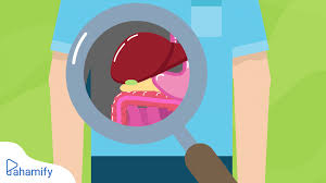 15 soal dan jawaban sistem ekskresi manusia kelas 8 semester 2 kurikulum 2013 materi kimia. Materi Sistem Ekskresi Pada Manusia Kelas 11 Pahamify