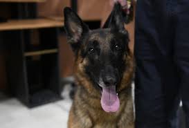 Cadaver dog synonyms, cadaver dog pronunciation, cadaver dog translation, english dictionary definition of cadaver dog. Dc Cadaver Dog Returns To Work After Injury Wtop