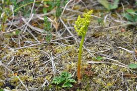 Image result for Botrychium multifidum