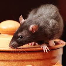 Description:since 1931, chemtec pest control has been providing residential, commercial and industrial pest control solutions for bed bugs, mice, spiders, ants, termites and many other insects. Pest Control Exterminator In Nj Chemtec Pest Control