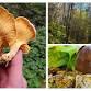 Tree & Fungi ID Basics Field Session ($25)