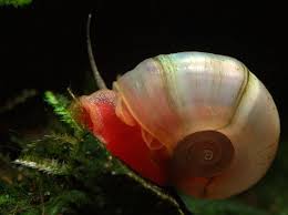 Details About 3 X Super Rare Pearl Pink Ramshorn Snails Algae Cleaner Snails Tropical Fish