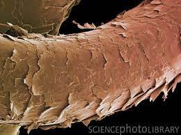 Normal Hair Follicle Hair Under Microscope Hair Serum Hair Science
