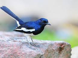 The Oriental Magpie Robin Copsychus Saularis Is A Small Passerine Bird That Was Formerly Classed As A Member Of The T Common Birds Black And White Birds Bird