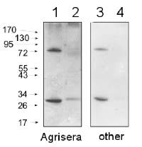 Secreted as part of the adaptive immune response by plasma b cells, immunoglobulin g constitutes 75% of serum immunoglobulins. Goat Anti Rabbit Igg H L Secondary Antibody