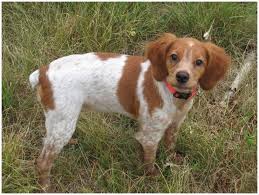 Find brittany puppies and breeders in your area and helpful brittany information. French Brittany Facts Pictures Puppies Rescue Temperament Breeders Animals Breeds