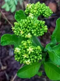 Image result for Psychotria eminiana