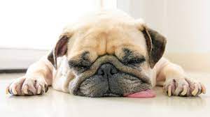 Lethargic Dog Signs You Need To Call The Vet Reader S Digest