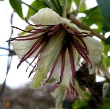 We did not find results for: Buy Clematis Napaulensis The Winter Clematis Unusual Climbing Plants Direct From Plantstoplant