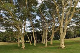 Image result for Acacia tenuispina