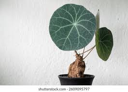 Image result for Teramnus micans