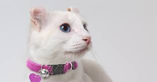 See more of nyc cats kittens & kitties for adoption on facebook. Cat Adoption Petfinder