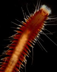 Image result for Acritochaete