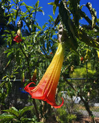 Image result for Brugmansia