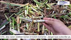 Bagaimana cara budidaya rumput gajah mini ala sutarno? Cara Menanam Rumput Gajah Dengan Benar Untuk Pakan Sapi Youtube