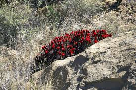 Their tongues have tubes which run down their lengths and help the hummingbirds drink the nectar. Hummingbirds Pollinate Claret Cup Cactus Colorado Arts And Sciences Magazine University Of Colorado Boulder