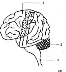 Imagine that you have a dataset consist of the information related to 5 different patients. The Diagram Given Alongside Is The External View Of The Human Brain Study The Same And Answer The Questions That Follow I Name The Parts Labelled 1 2 And 3 Ii State The