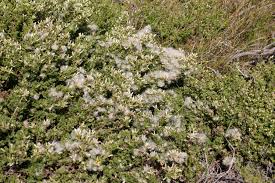 Image result for Microcharis