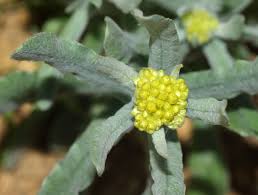 Image result for Pseudognaphalium luteo-album