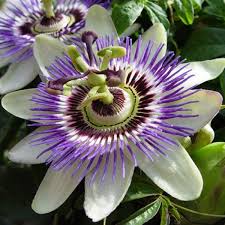Is there any flower shop at one of the airports to buy fresh flowers (public/land side only, i.e. Buy Passiflora Krishnakamal White Flower Plant Online At Plantsguru Com