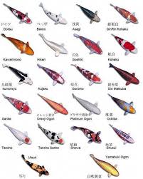 Koi Types Koitypes Types Colorsofkoifish Koi Fish Pond Koi Fish Colors Butterfly Koi