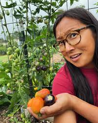 Heirloom tomato varieties for homegrown cooking