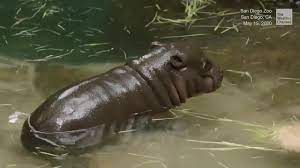 Endangered Baby Pygmy Hippo First In 30 Years For San Diego Zoo Videos From The Weather Channel Weather Com San Diego Zoo Zoo The Weather Channel