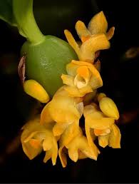 Image result for Bulbophyllum scaberulum