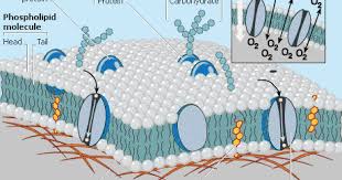 It is also a precursor of various critical substances such as adrenal and gonadal. Plant Life Plasma Membranes