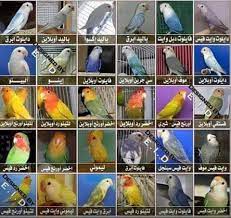 أنواع طائر الفيشر 1 الألبينو pet birdes طيور الزينه facebook