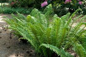 Image result for Polystichum