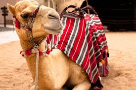 If you let the milk sit for two weeks it becomes. A Camel S Milk Smoothie The Perfect Drink For Hump Day 2012 10 09 Dairy Foods