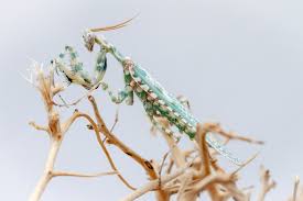 Image result for Blepharis dunensis