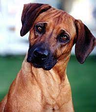 Enter your email address to receive alerts when we have new listings available for ridgeback puppies for sale uk. Breed Profile