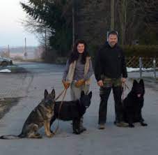 Deutsche schäferhunde können auch in den farben schwarz und weiß vorkommen, wobei die charakter und wesen des deutschen schäferhundes. Zucht Deutscher Schaferhunde Schwarze Schaferhunde Bayern