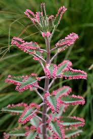 A Growing Obsession Plants Unusual Plants Succulents