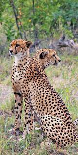 The Ultimate Guide To Wildlife Safari In South Africa Animals Beautiful Animals Animals Wild